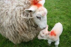 ewe lambs 002s.jpg