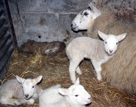 lambs2007 s.jpg